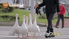 어디서든 시선 집중? 전주의 슈퍼스타, 횡단보도 건너는 천재 거위 5남매! MBN 251023 방송 어디서든 시선 집중? 전주의 슈퍼스타, 횡단보도 건너는 천재 거위 5남매! MBN 251023 방송