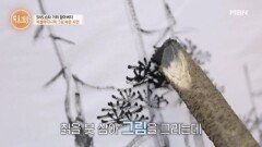 칡으로 그림을?! 거위 할아버지의 범상치 않은 과거? MBN 251023 방송 칡으로 그림을?! 거위 할아버지의 범상치 않은 과거? MBN 251023 방송