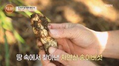 “송이를 따는 이유는 은혜 갚으려고요” MBN 251030 방송 “송이를 따는 이유는 은혜 갚으려고요” MBN 251030 방송