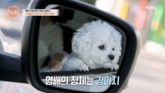 “26대손 정영배입니다” 강아지 영배를 손자로 삼은 할머니 MBN 251127 방송