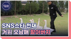 신호등 건너는 천재 거위 오남매와 할아버지 MBN 251023 방송 신호등 건너는 천재 거위 오남매와 할아버지 MBN 251023 방송