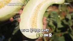 울외가 골다공증 예방에 도움? MBN 240719 방송