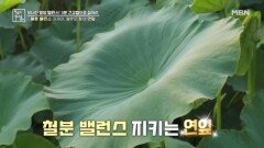 철분 밸런스 잡아 주는 연의 부위는? MBN 240726 방송