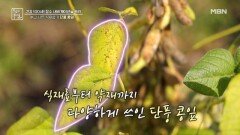 단풍 콩잎이 혈당 관리에 도움? MBN 241011 방송