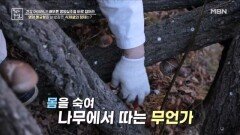 영양 불균형을 바로잡은 식재료의 정체는? MBN 241213 방송