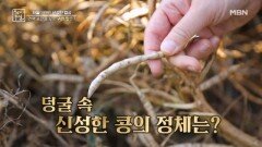 면역 충전을 도운 귀한 맛은? MBN 251128 방송