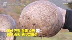 혈액 순환 관리에 도움을 주는 댕구알버섯 MBN 251205 방송