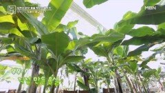 여기가 한국이야 동남아야?! 부부만의 특별한 온실 MBN 260109 방송