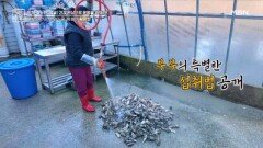 제철 굴 활용 레시피 대방출 MBN 260116 방송