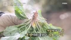 비금도의 건강 나침반 식재료, 섬초 MBN 260130 방송