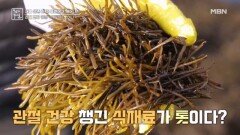 관절 건강 깨운 식재료, 톳 MBN 260227 방송