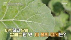 통째로 먹는 식재료, 초록색 풀의 정체! MBN 260410 방송