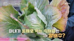 기관지 건강 다스리는 통째로 식재료 양배추 MBN 260410 방송