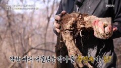 뼈 건강 돕는 산속 흑진주는 칡! MBN 260417 방송