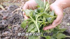 혈관의 운명 바꿀 취나물 MBN 260417 방송