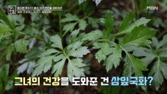 심장 건강에 도움 주는 삼잎국화 MBN 260424 방송