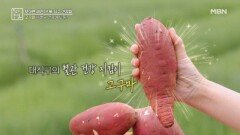 대가족의 혈당 관리 식재료가 고구마?! MBN 260501 방송