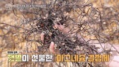혈당 Down 혈관 건강에 도움 주는 고사리 MBN 260508 방송