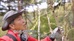 협착증을 극복한 부부의 건강법의 주인공이 산나물의 제왕인 OOO이다? MBN 260515 방송