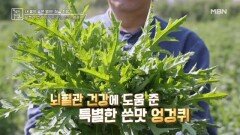 뇌혈관 건강에 도움 주는 쓴맛, 엉겅퀴 MBN 260522 방송