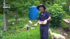 두더지도 잡는 자연인의 든든한 개들~! 犬 초소 이상 무!! MBN 240717 방송