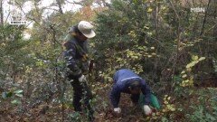 이 산은 다르다... 살아있는 약초 도감 MBN 251217 방송