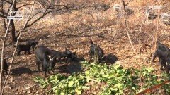 염소부터 벌통까지, 혼자 꾸린 살아있는 생태계 MBN 260114 방송