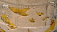 향기롭다! 달콤하다! 모과청 만들기 MBN 260114 방송