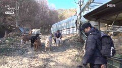 짐승들과 함께 공존하는 자연인이 있다?! MBN 260121 방송