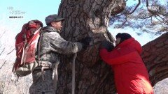 세월이 만든 경이로움, 400년 소나무를 만나다 MBN 260211 방송