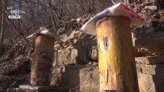 할배가 두었던 그 자리에 다시 벌통을 두다 MBN 260218 방송