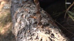 자연인이 공개한 버섯 재배 노하우 MBN 260218 방송