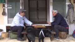 알까기 전설과의 대결, 결과는 충격 MBN 260330 방송