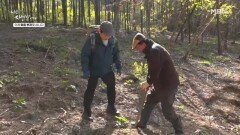 당귀와 삼을 산으로 옮겨 심은 이유 MBN 260511 방송
