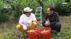 산삼 캐고 매실 따고, 자연인은 바쁘다 MBN 260629 방송