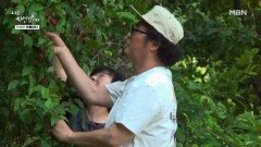 빨갛게 익은 보리수 한가득 땄습니다 MBN 260629 방송