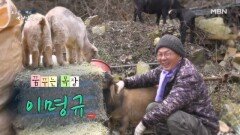 꿈꾸는 목장 자연인 이명규 MBN 260121 방송