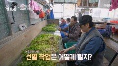 손으로 일일이 선별?! 명품 한재 미나리의 비결 공개! MBN 260329 방송