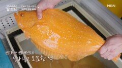 제주도 황금 광어의 모든 것! 황금 광어가 자라는 환경은? MBN 260426 방송