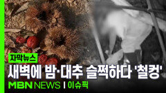 [자막뉴스] 새벽에 남의 농장 침입해 밤·대추 슬쩍하다 \