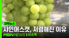 [자막뉴스] \
