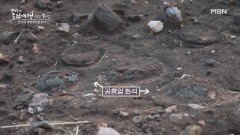 한국의 세렝게티라 불리는 곳, 화성의 '공룡알 화석지' MBN 221113 방송