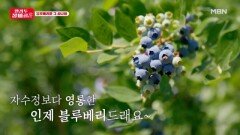 손이 가요 손이 가~ 손수 브라더스가 참을 수 없었던 인제의 자수정(?) 블루베리 MBN 240723 방송