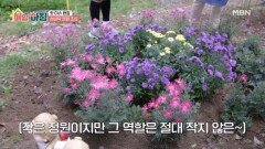 잡초가 우거졌던 공간의 대변신! 손바닥 정원 조성 MBN 251112 방송