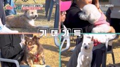 반려견과 함께하는 특별한 펫 페스티벌 MBN 251113 방송