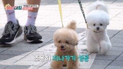 타인만 보면 돌변하는 반려견들! 해결 방법은? MBN 251120 방송