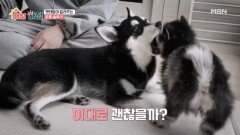 보기만 하면 다투는 반려견 형제를 위한 펫테랑의 맞춤 솔루션! MBN 251204 방송
