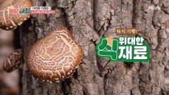 쫄깃한 식감과 진한 감칠맛, 산속의 고기 표고버섯 MBN 251208 방송