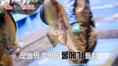차가운 바다가 키운 겨울 별미! 물메기 조업 현장 MBN 251231 방송