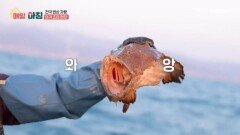 못생겨도 좋다! 자연산 아귀 조업 현장 MBN 260114 방송